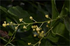 Tiliacora acuminata